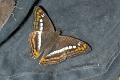 NYMPHALIDAE, Adelpha alala titia